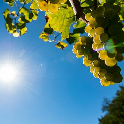 Törggelen wine tasting