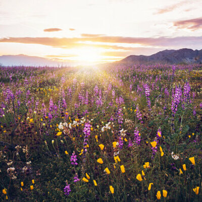 Bergblumen Cremsüppchen